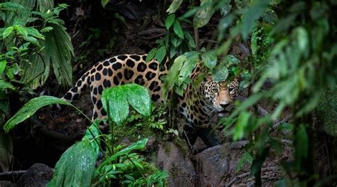 rainforest